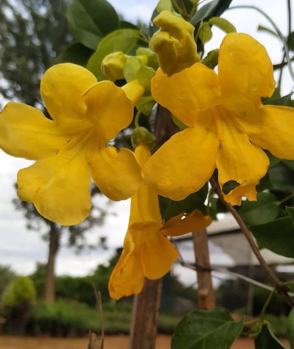 Macfadyena Unguis Flower Seeds – Heirloom Non-GMO Seeds for Climbing Garden Vines - Unguis for planting in home garden